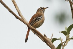 Cercotrichas leucophrys
