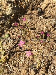 Zeltnera muehlenbergii