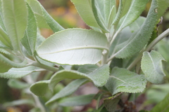 Acrisione denticulata