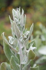 Acrisione denticulata