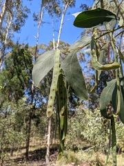 Acacia bancroftiorum