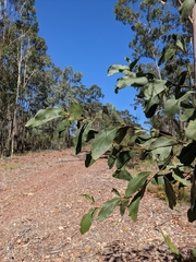 Acacia bancroftiorum