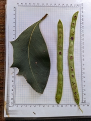 Acacia bancroftiorum