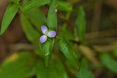 Murdannia keisak