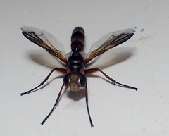 Physocephala vittata