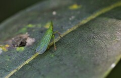 Rhynchomitra