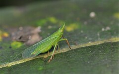 Rhynchomitra