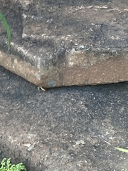 Trachylepis margaritifera