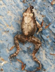 Tomopterna natalensis