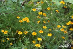 Tagetes tenuifolia