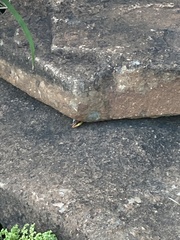 Trachylepis margaritifera