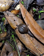 Helminthoglypta tudiculata