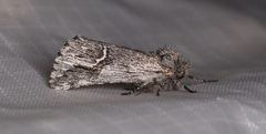 Ursia noctuiformis