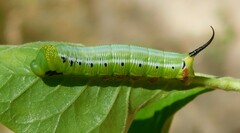 Cephonodes hylas
