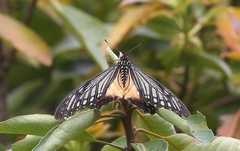 Papilio agestor