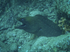 Gymnothorax castaneus