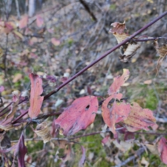 Cornus sanguinea australis