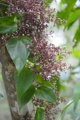Mikania leiostachya