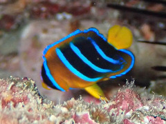 Holacanthus passer
