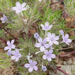 Langloisia setosissima
