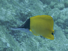 Forcipiger flavissimus