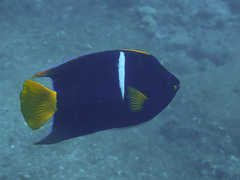 Holacanthus passer
