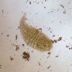 Alboglossiphonia