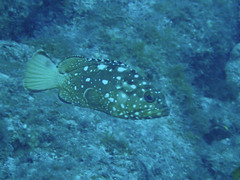 Epinephelus labriformis