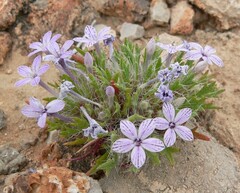 Langloisia setosissima