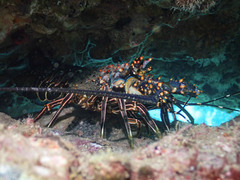 Panulirus inflatus