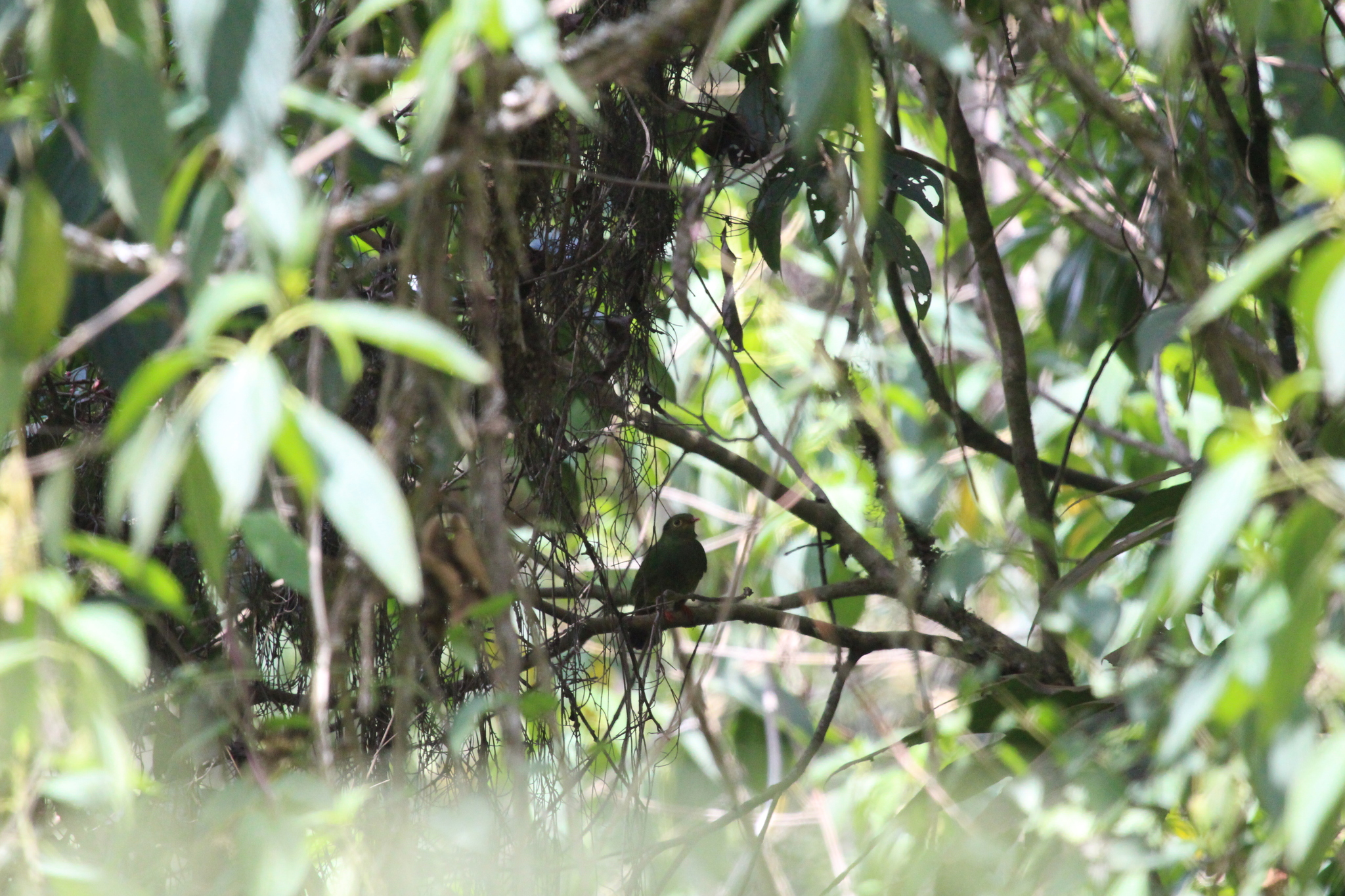 Band-tailed Fruiteater (Pipreola intermedia), photo 4