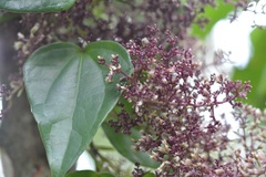 Mikania leiostachya