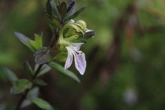 Teucrium bicolor