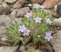Langloisia setosissima