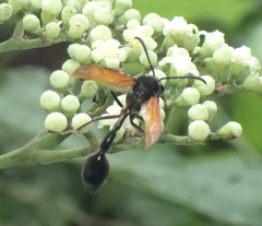 Phimenes fulvipennis