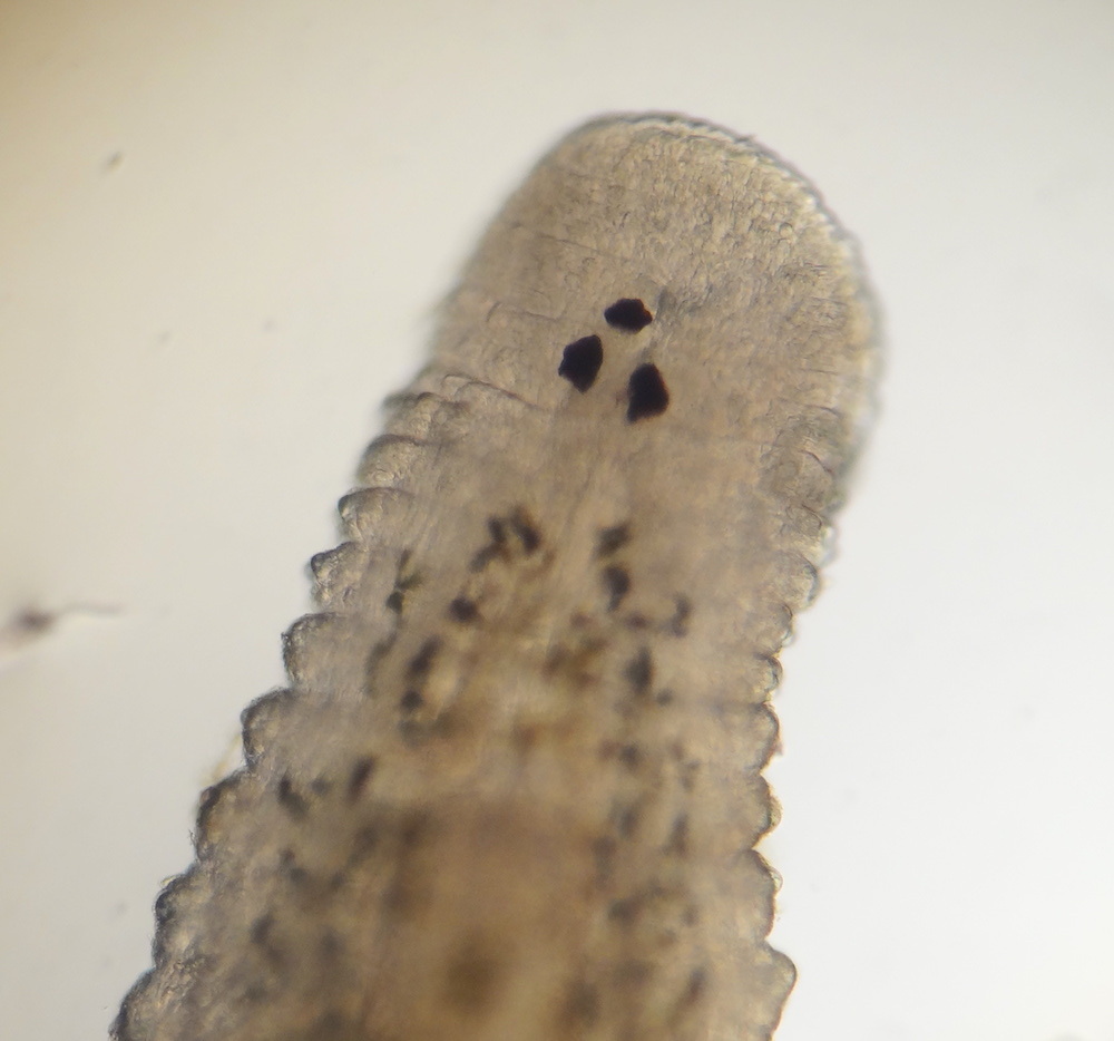 Alboglossiphonia disjuncta