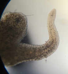 Alboglossiphonia