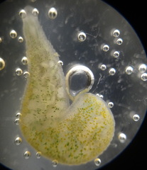 Alboglossiphonia