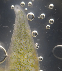Alboglossiphonia
