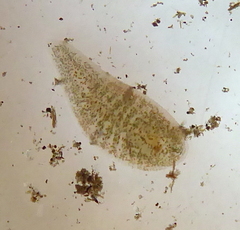 Alboglossiphonia