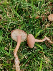 Calocybe carnea