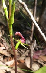 Cryptostylis leptochila