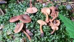 Lactarius carbonicola