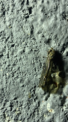 Ululodes quadripunctatus