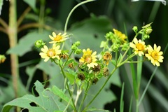 Smallanthus maculatus