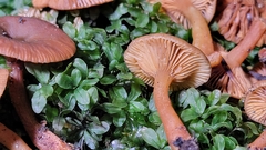 Lactarius carbonicola