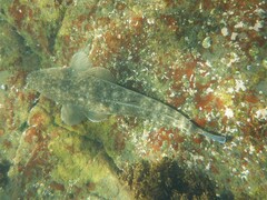Platycephalus fuscus
