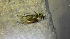 Gryllus lineaticeps