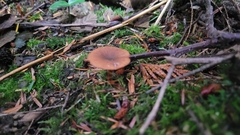 Lactarius carbonicola