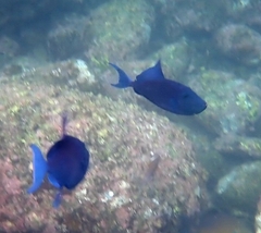 Odonus niger